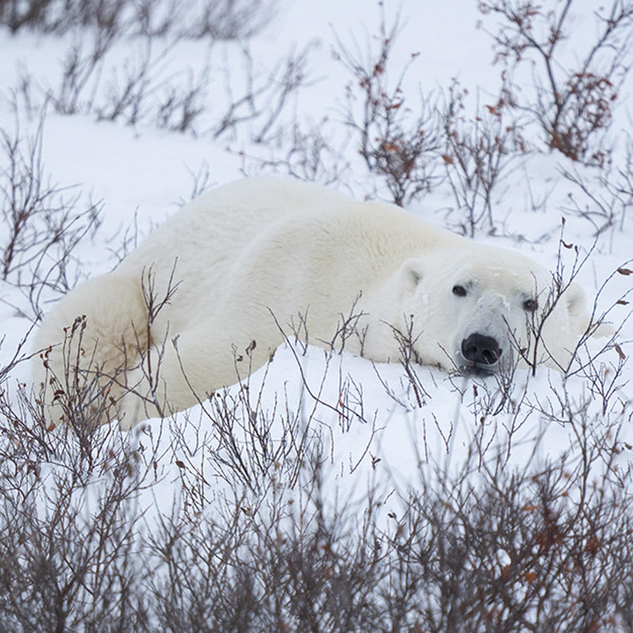 国際ホッキョクグマの日に<br>北極への敬意と<br>保全支援を込めた<br>限定コレクションを発表
